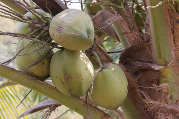 Coconut cluster on coconut tree