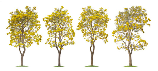 Collection of Isolated Silver trumpet tree or Yellow Tabebuia on white background
