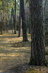 pine forest in the early spring