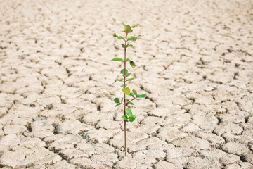 Trees with dry environments