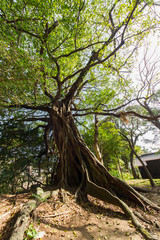 高知県土佐清水市　松尾のアコウ