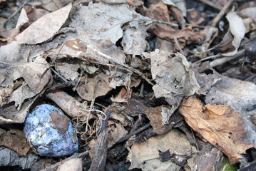 Vergänglichkeit, Laubhaufen im Herbst verfällt, die Zwetschge zeigt noch ein kleines Farbespiel bis auch sie zerfällt