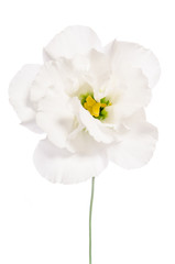 Beauty white flower isolated on white. Eustoma