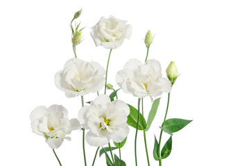 Beautiful eustoma flowers isolated on white background