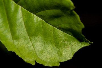 Closeup of green leaf on black background