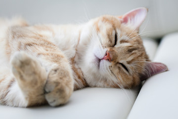 little red cat