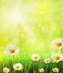Fototapeta na wymiar Fresh spring grass with daisies against golden