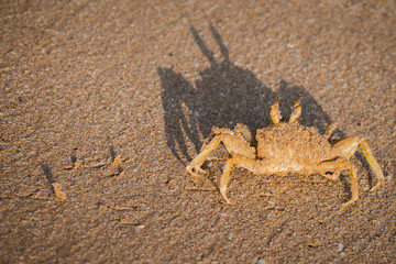 Crab on the sand
