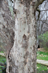 Photo of spring park