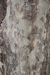 Photo of spring park