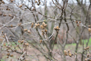 Photo of spring park