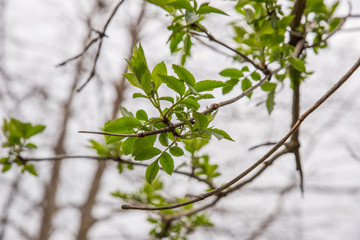 Photo of spring park