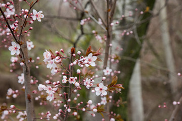 Photo of spring park