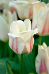 Tulips (Tulipa greigii)