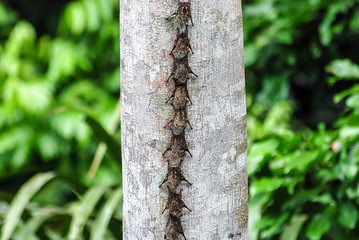 A line of bats on the trunk of a tree