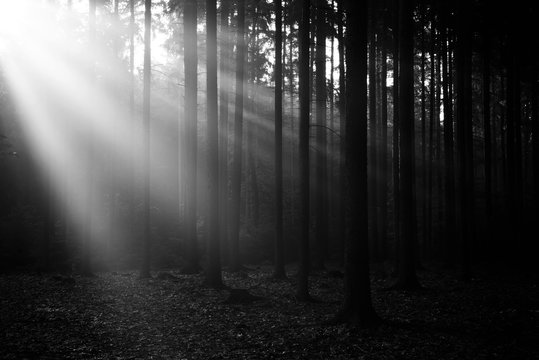 Fototapeta Deep forest with sun rays