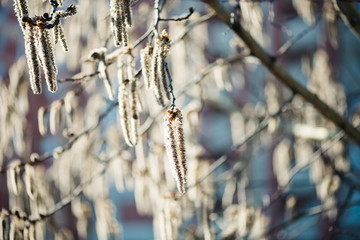 Catkins on an Alder Tree in Spring, a close up