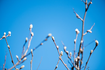 tree buds in spring
