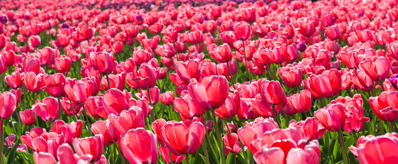 beautiful tulips field in spring time