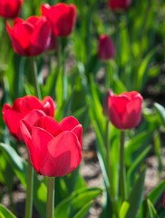 beautiful tulips field in spring time