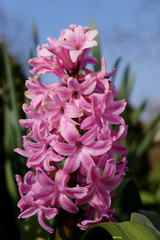 Hyacinth, Jacinth