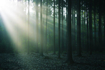 Deep forest with sun rays