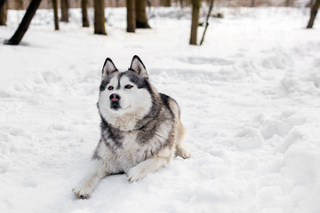 Faithful huski is laying