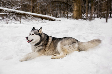 Huski is around trees