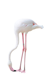 Single flamingo bird standing isolated on white background.
