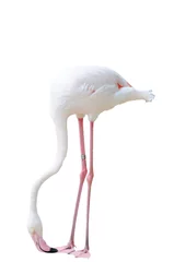 Papier Peint photo Flamant Single flamingo bird standing isolated on white background.