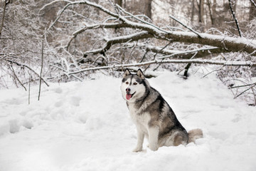 Huski with opening tongue