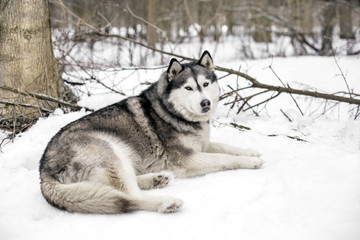 Faithful huski near a tree