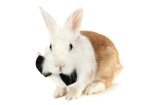 blue-eyed white and red rabbit with a bow-tie
