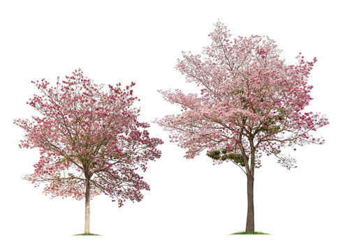 Collection of Isolated Tabebuia rosea trees on white background