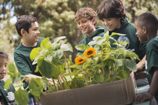 Children in a group learning about plants and flowers looking at sunflowers and young plants, 