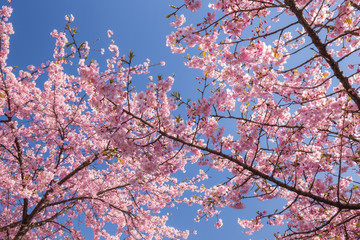 サクラ（河津桜）
