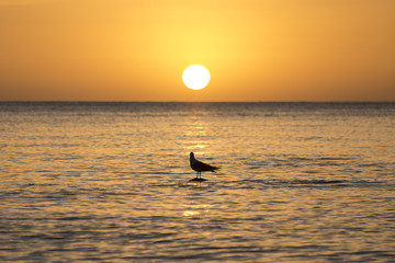 Sunrise, sea, ocean and gull