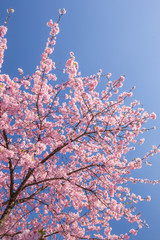 サクラ（河津桜）
