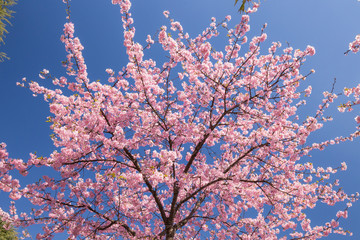 サクラ（河津桜）
