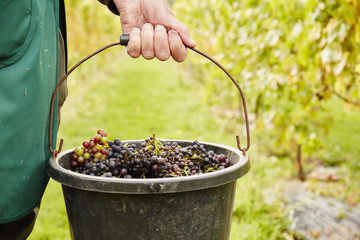 A person carrying a bucket laden with grapes, 