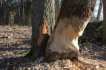 Drzewa obgryzione przez bobry