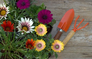 Spring flowers and garden tools. Spring background.