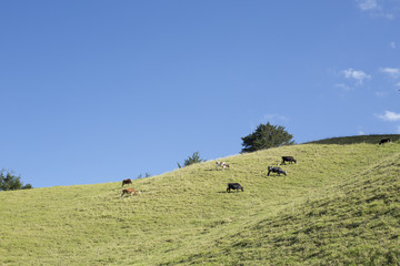Obraz premium Colombian beautiful mountainous landscape.