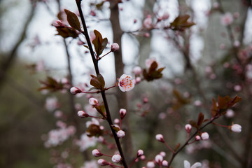 Photo of spring park