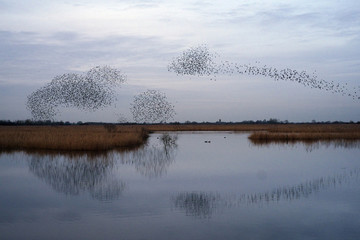 Flock of birds flying above wetland