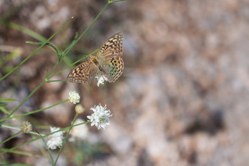 Silver-Washed Fritillary Butterfly with Broken Wing.