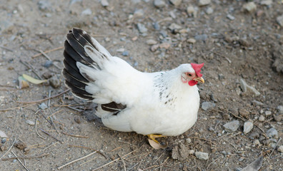 White chicken walking on the ground