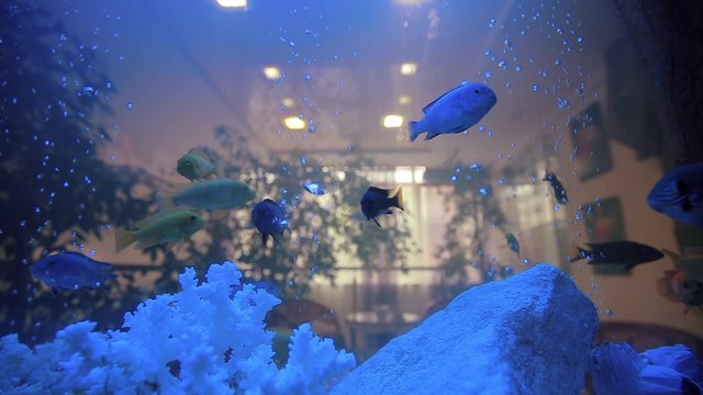 Aquarium Fish Tank Cora in Home.