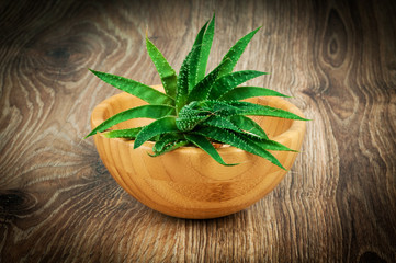 Aloe plant on wooden background