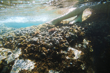 underwater sea bottom with woman legs